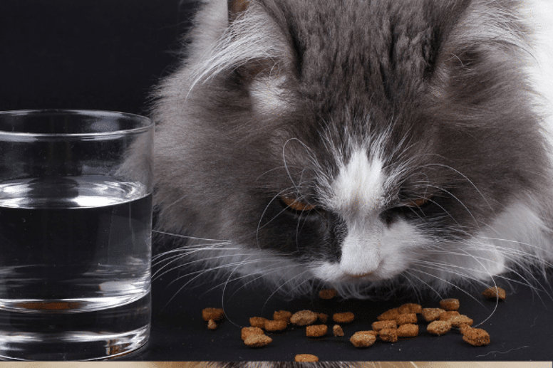 premium cat food and water 