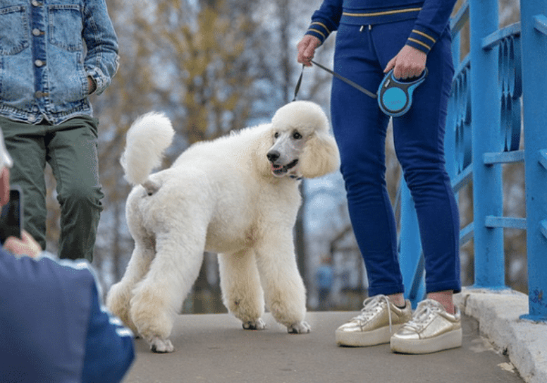 easy dogs to train 