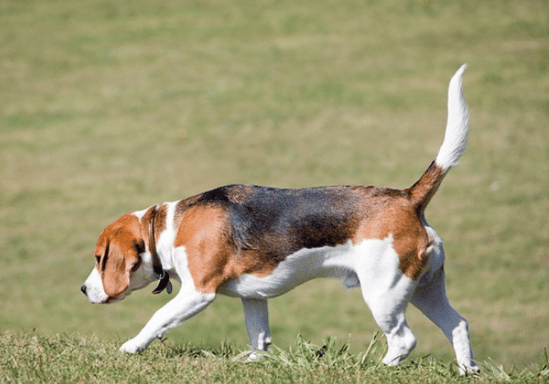 best hunting dogs