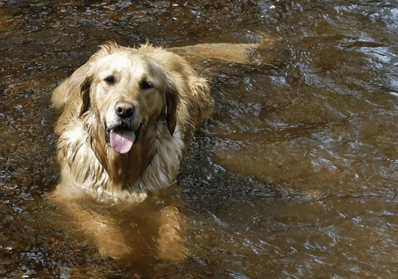 Best hunting dogs