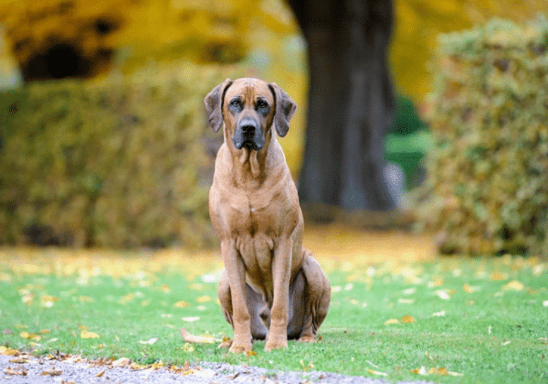 Retriever best sale representative species