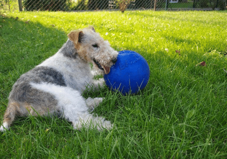 Working terrier best sale representative species