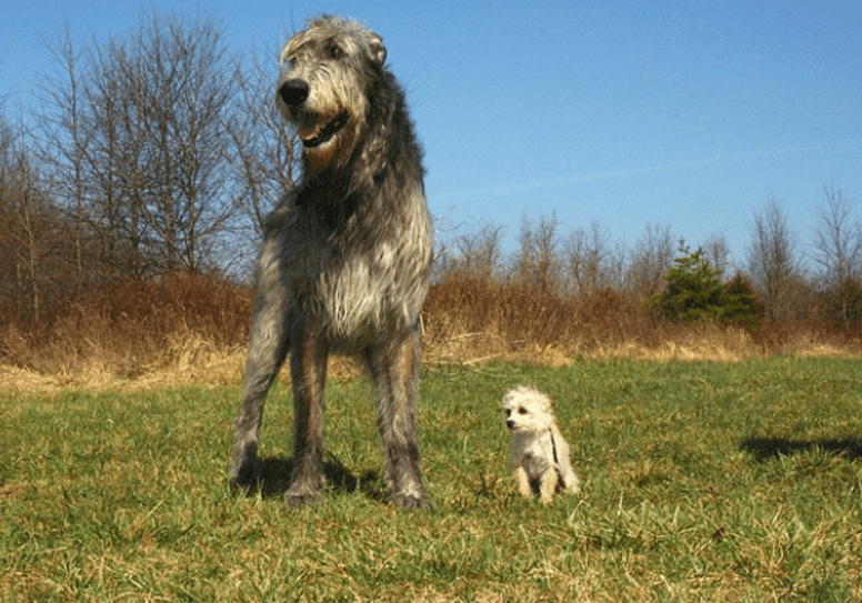 Types of hot sale wolfhounds