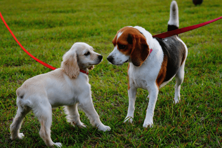 two puppies