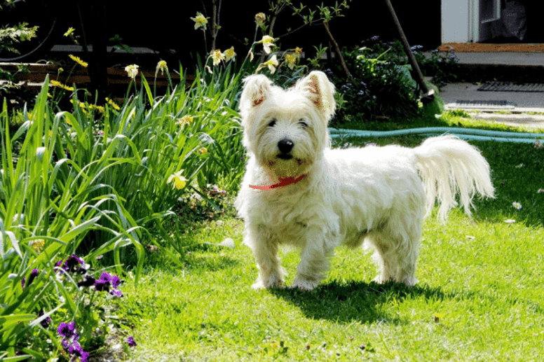 Westie white dog