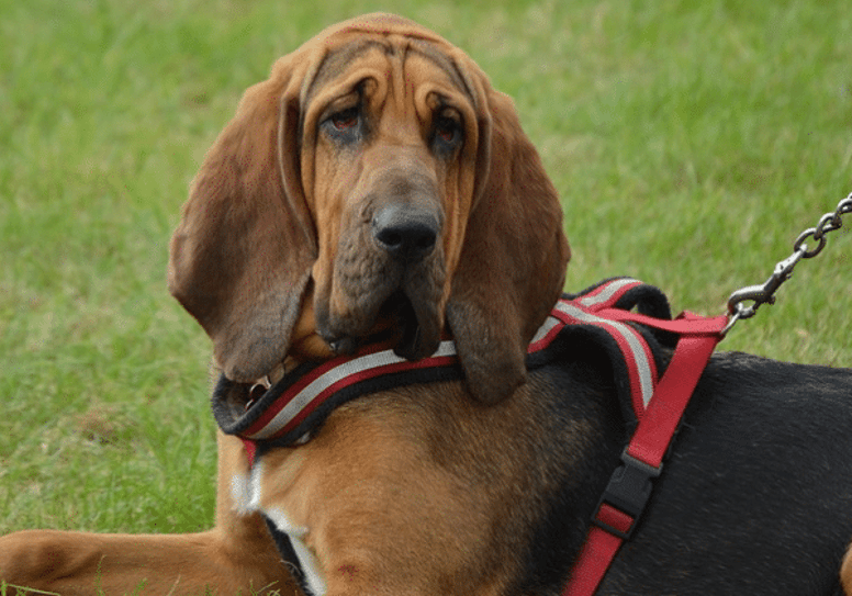 types of hound dogs