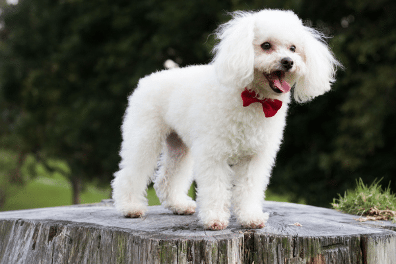 White dog breed