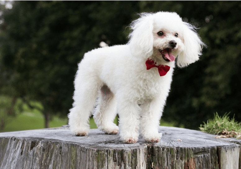 fluffy dogs