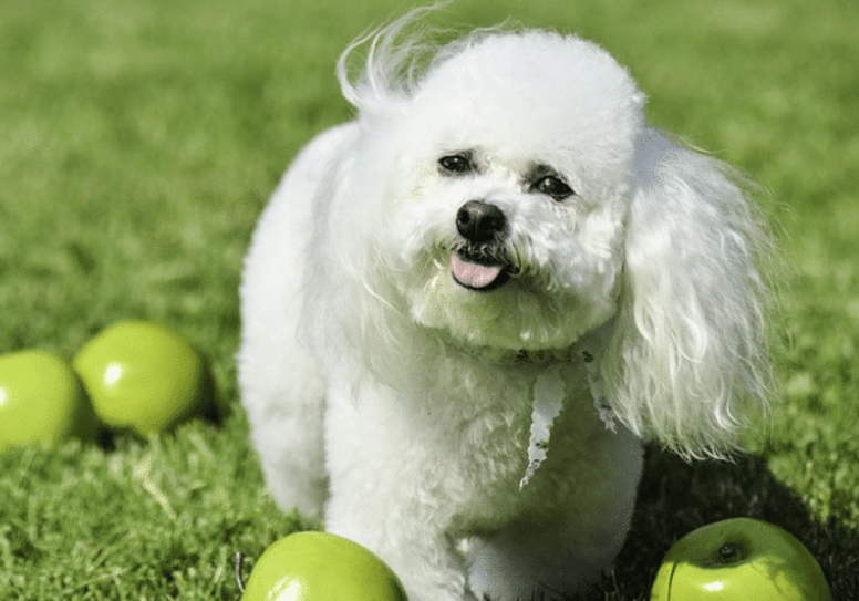 bichon frisé dal pelo morbido e bianco