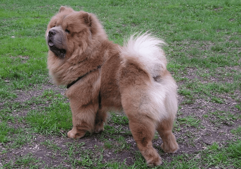 chow chow cane morbido