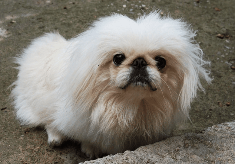 cane pechinese con pelo lungo e morbido