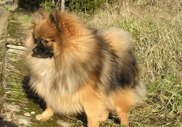 volpino di Pomerania con pelo lungo e morbido