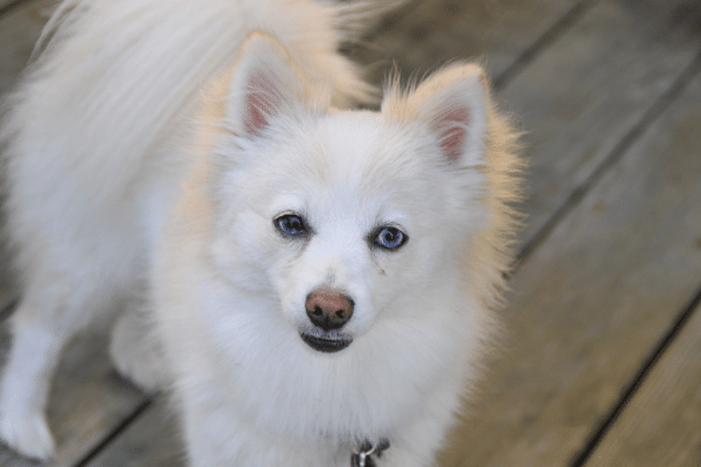 Pomeranian white dog