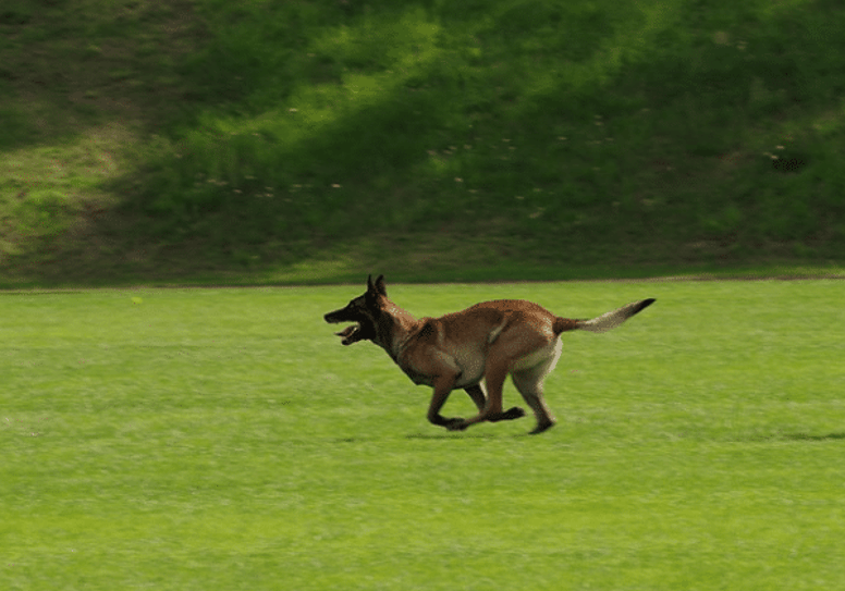 herding dogs