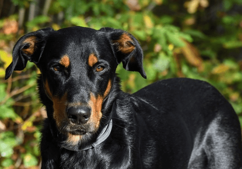 Herding dog