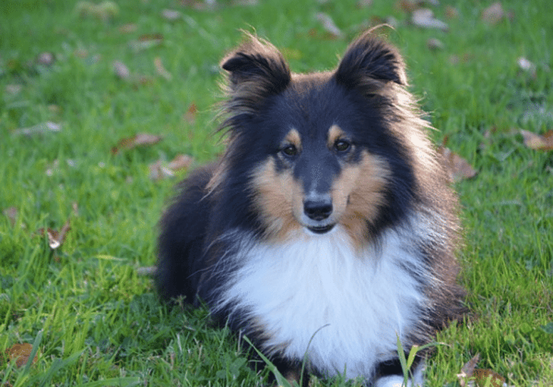 herding dog breeds