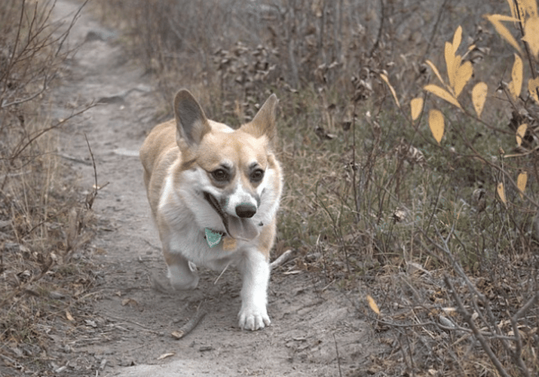 herding dogs