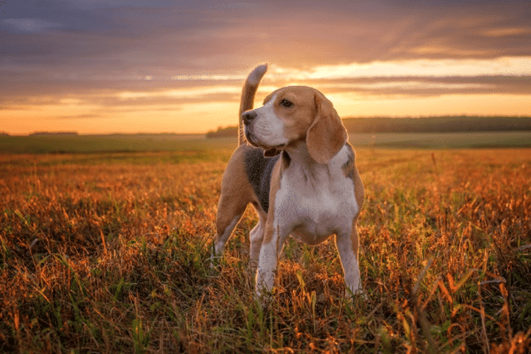 beagle cross