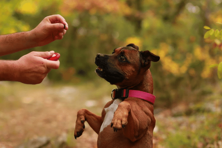 clicker training in dogs