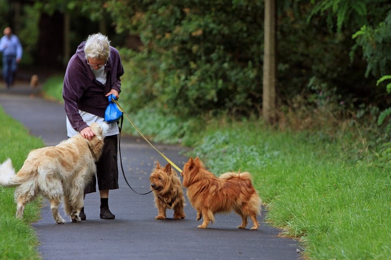 Dog aggression to other dogs can be distressing. 