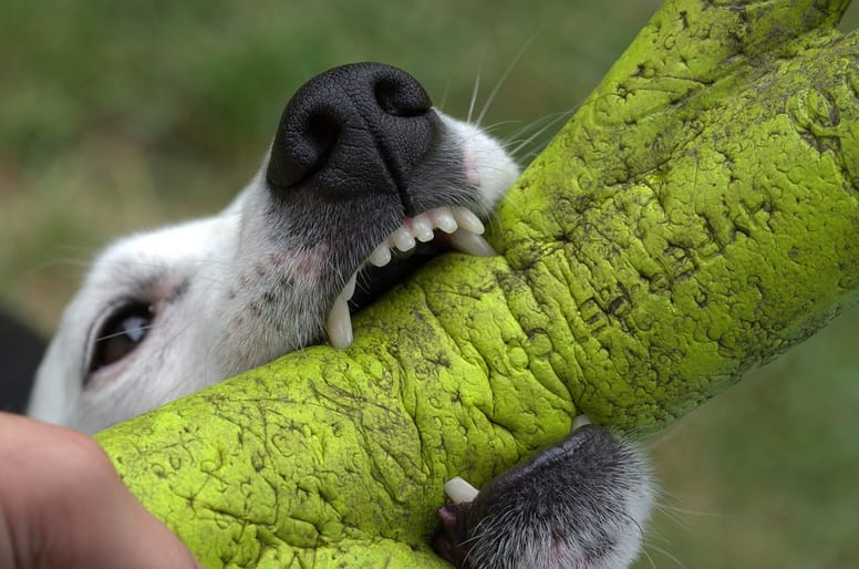 Dog ownership involves training a dog not to bite. 