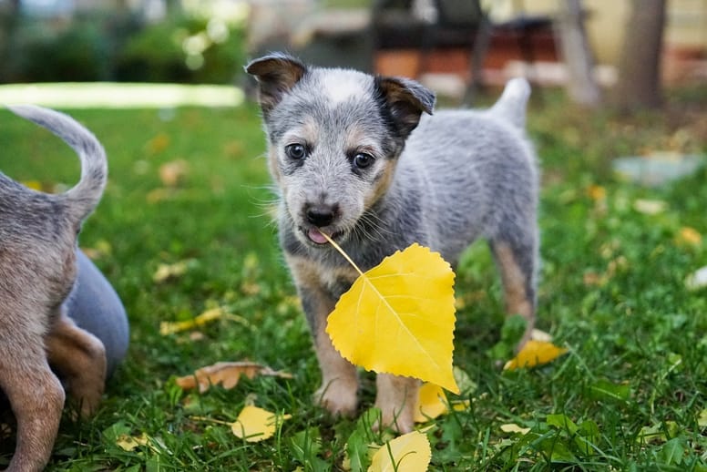 Puppies don't have the strength to fight off vomiting and diarrhoea. 