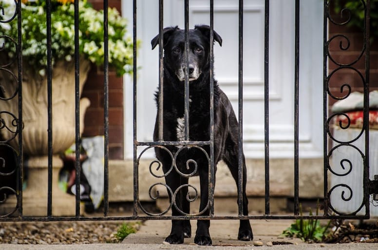 Un chien âgé derrière une cloture 