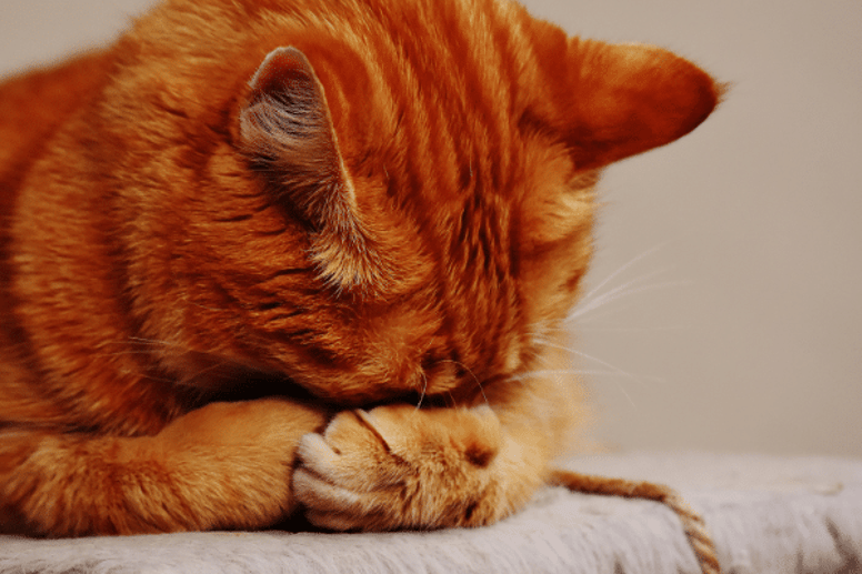 cystitis in cats