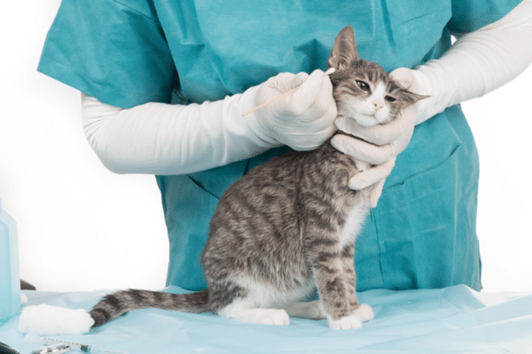 ear mites in cats