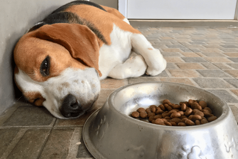 sensitive stomach dog food