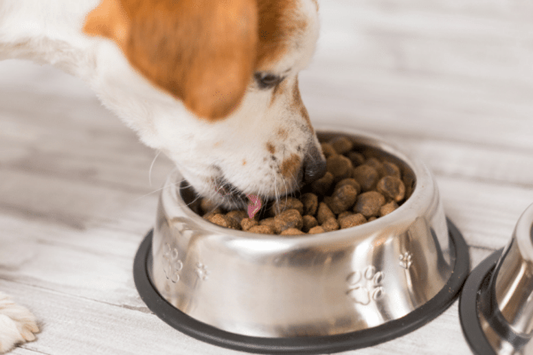 sensitive stomach dog food