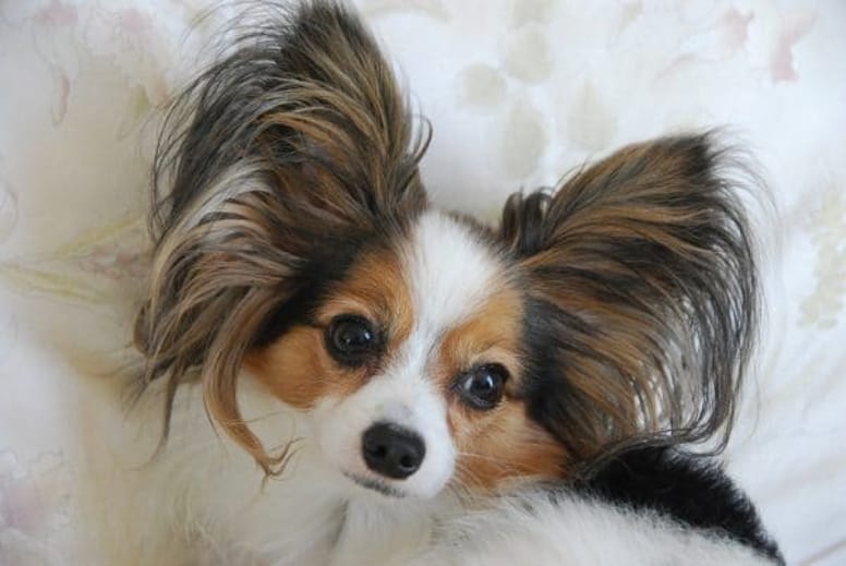 Papillon dog.