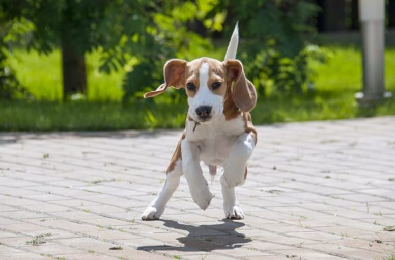 Beagle dog.