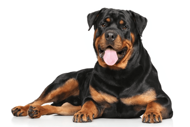 most expensive dog breeds