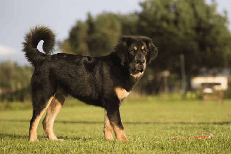 most expensive dog breeds