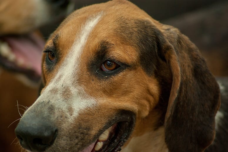 Cani da caccia 10 specie più rappresentative Cani da caccia 10 specie più rappresentative
