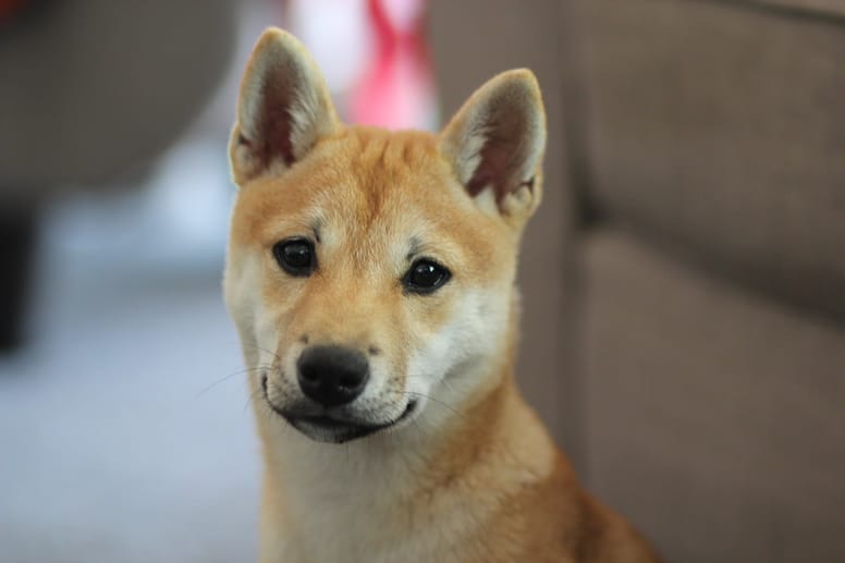 Shiba Inu dog.