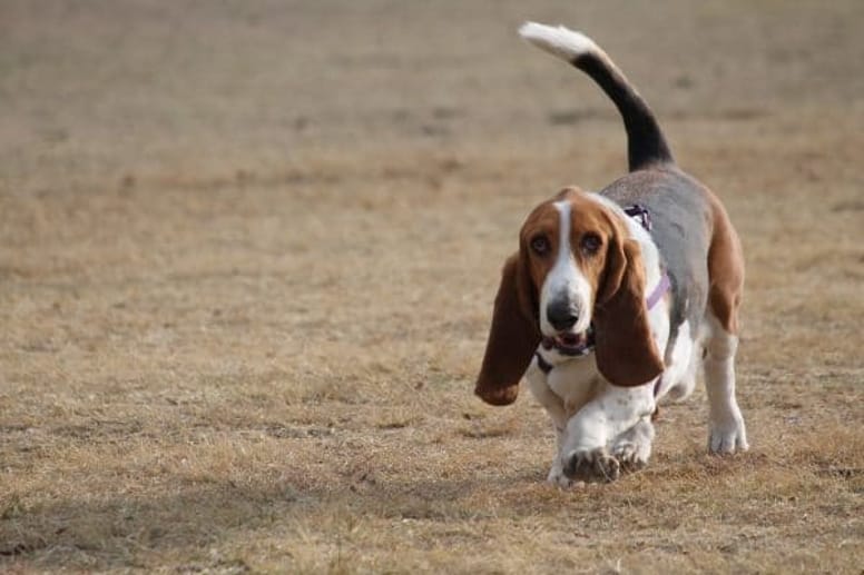 Basset Hound dog.