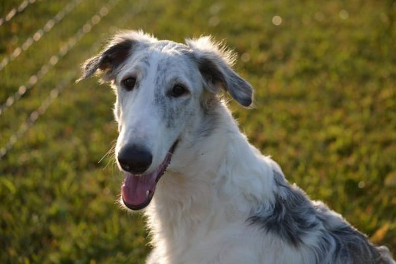 Borzoi dog.