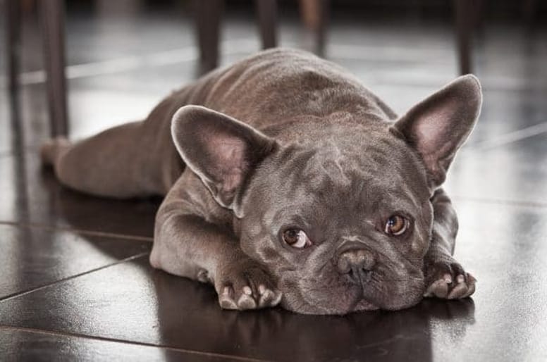 French bulldog.