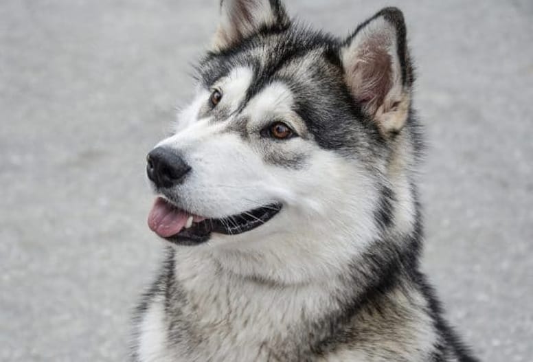 Alaskan Malamute dog.