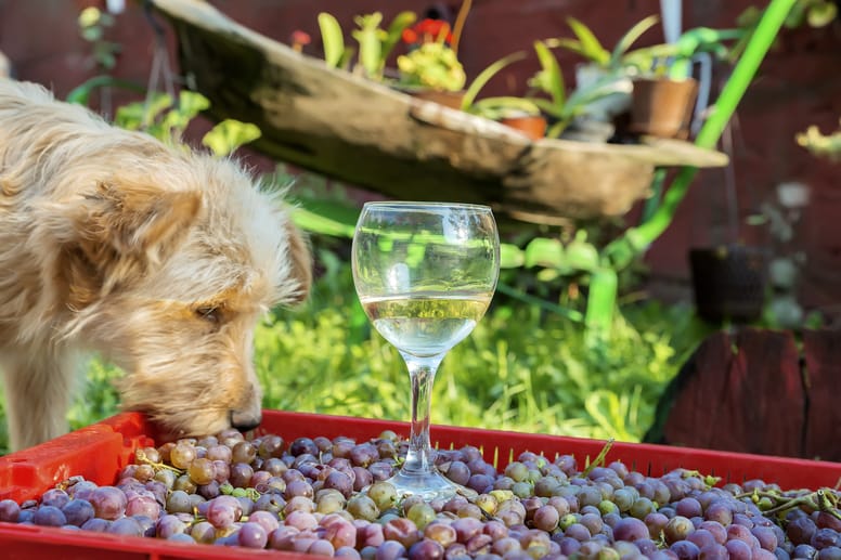 Learn why grapes are bad for dogs. 