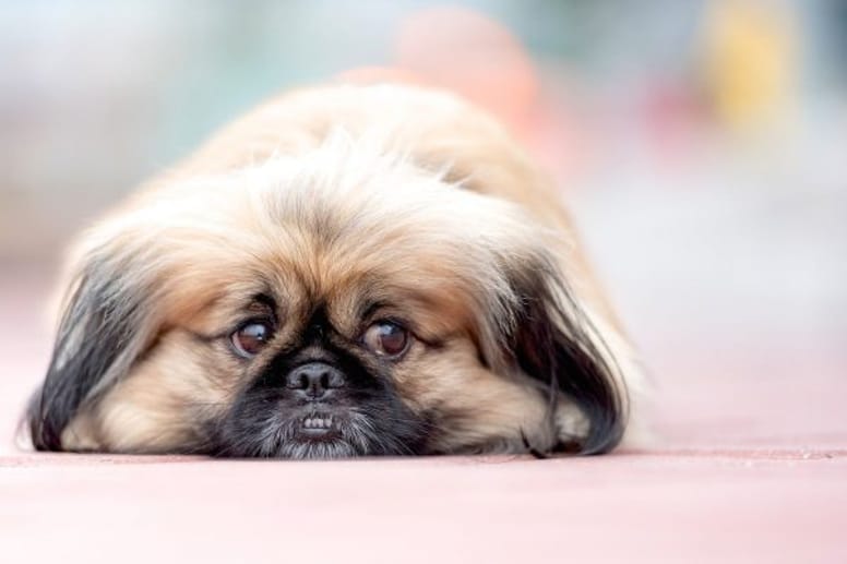 Pekingese dog.