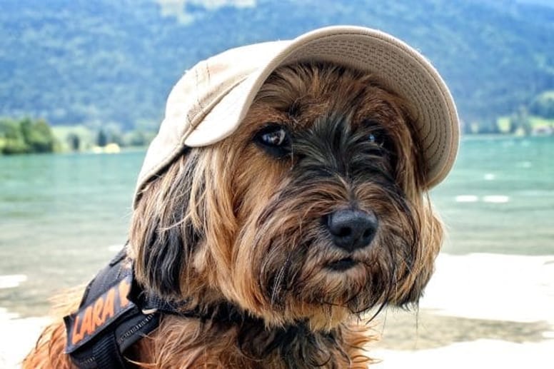 terrier tibetano