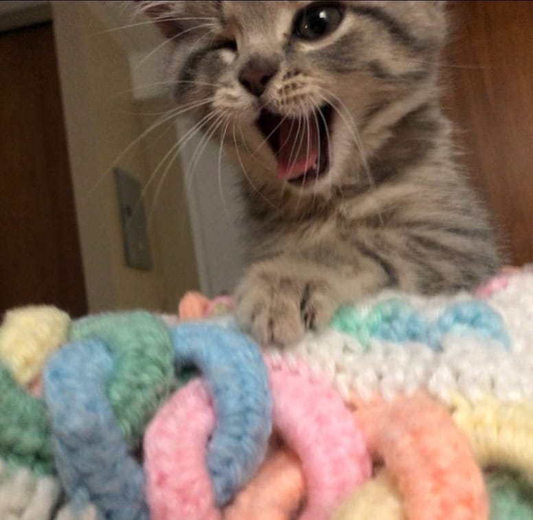 chaton qui baille