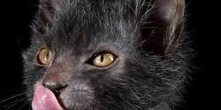 Le Lykoi Ce Chat Garou Voulant Devenir Une Nouvelle Race De Chat
