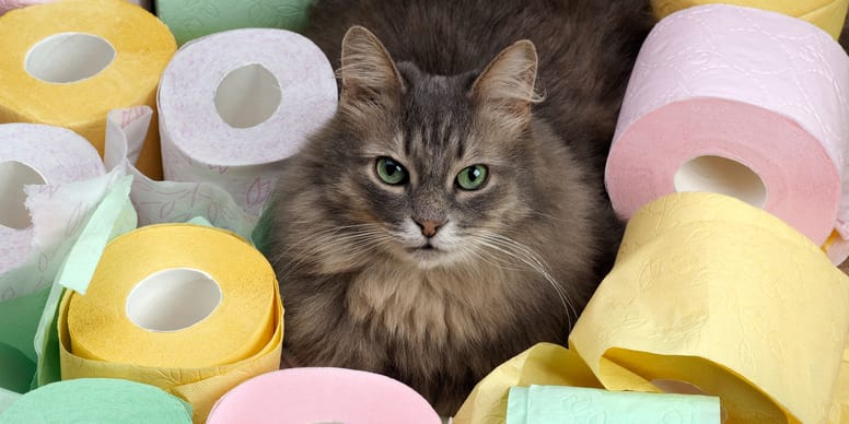 Meine Katze Hat Durchfall Und Macht überall Hin Katze hat Durchfall: Ursachen, Symptome, Hausmittel und Tierarzt