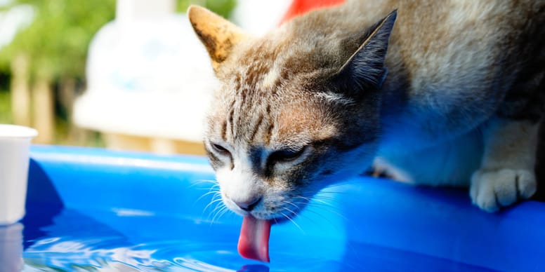 Katze trinkt viel: Mögliche Ursachen für den großen Durst