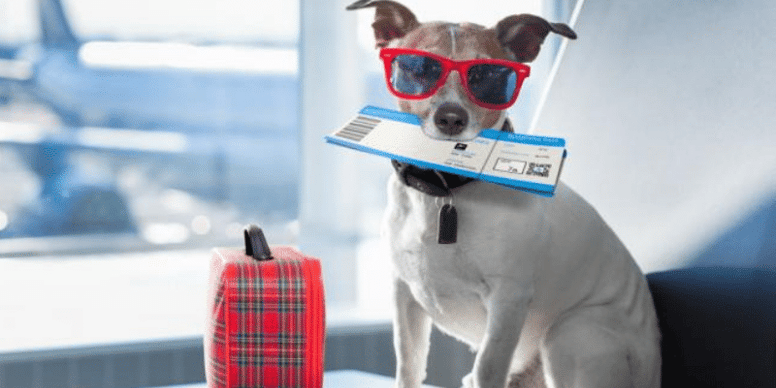 Traveling to Canada With Dogs: Essential Tips for a Smooth Trip