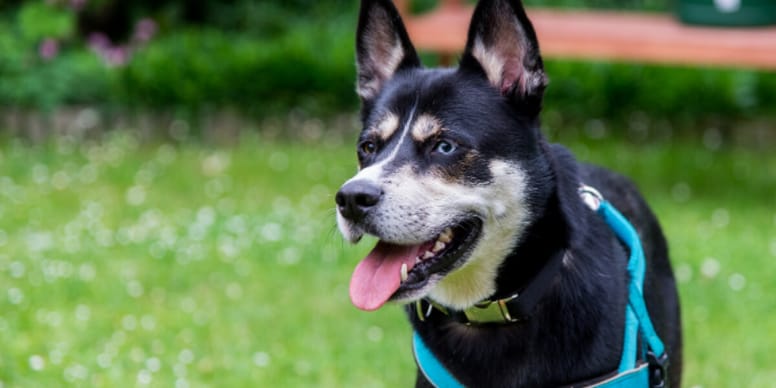 Baby Rottsky Incrocio Husky e Rottweiler: alla scoperta del Rottsky